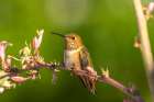 USA, New Mexico. Rufous hummingbird on limb. Art Print